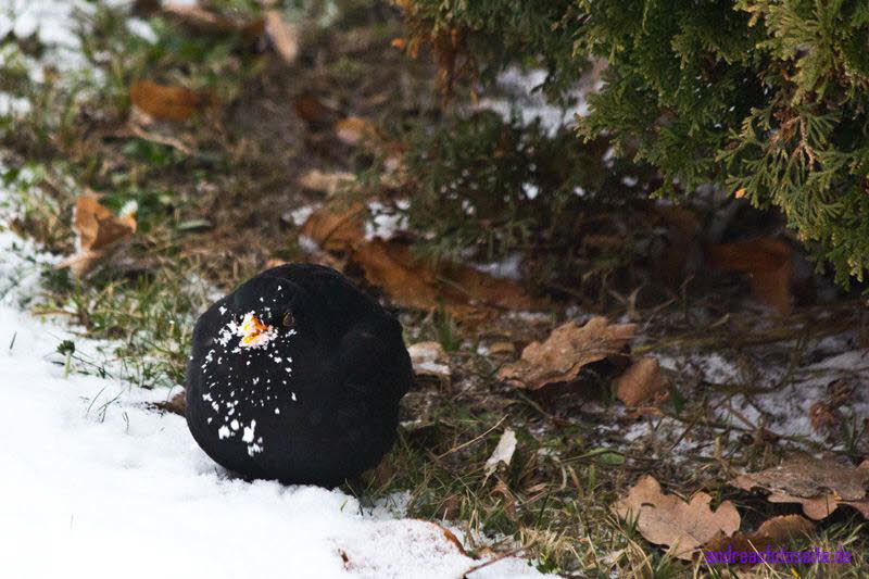 Amsel im Schnee