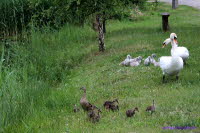 Ausgang Enten&Schw�ne