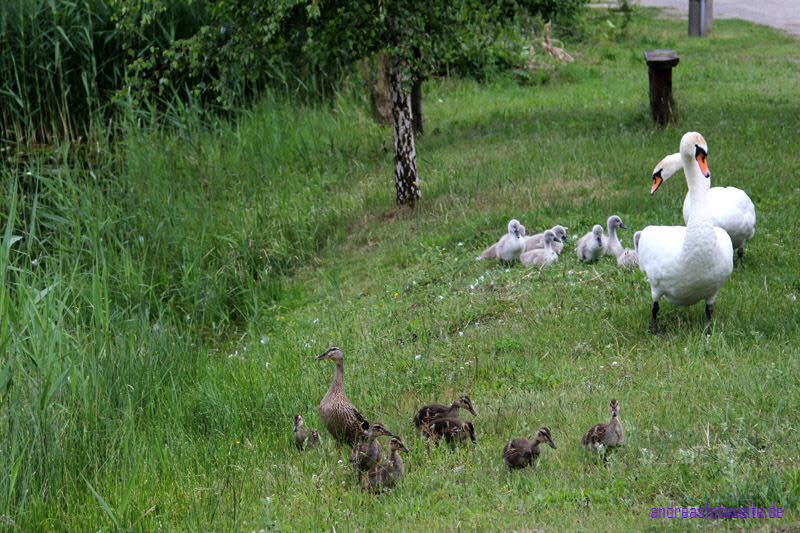 Ausgang Enten&Schw�ne