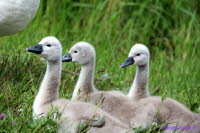 3 von 7 Geschwistern