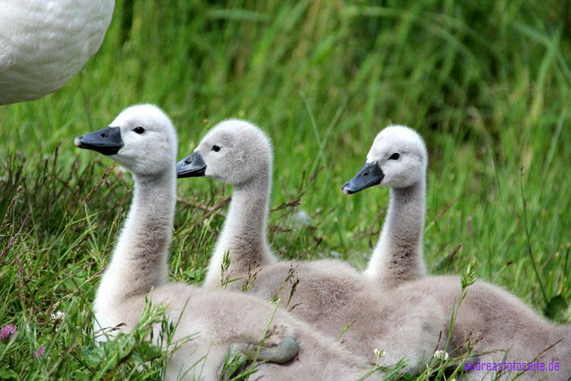 3 von 7 Geschwistern