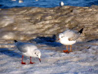 M�wen auf Eis
