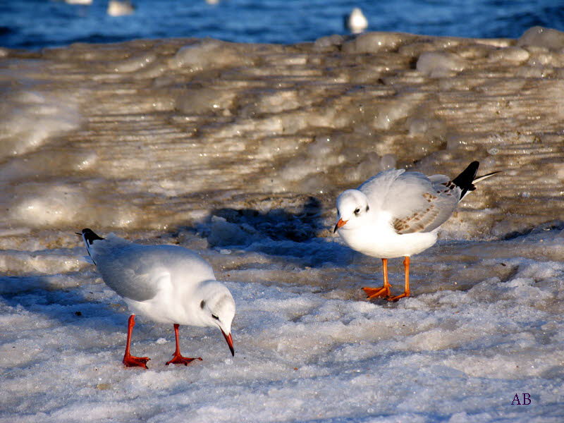 M�wen auf Eis