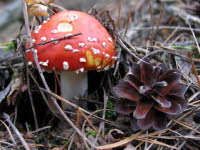 Fliegenpilz mit Beilage