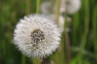 Pusteblume