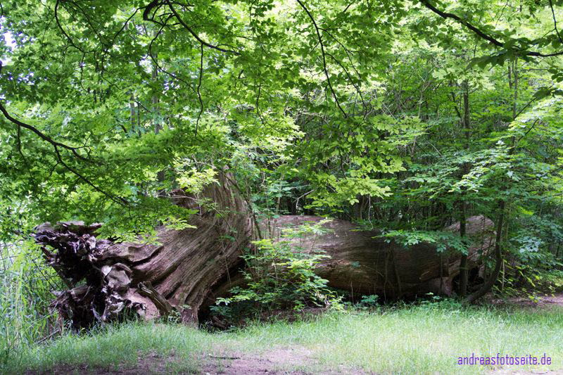 Schlo� Herzberg (8)