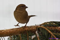 der mit dem Eis tanzt