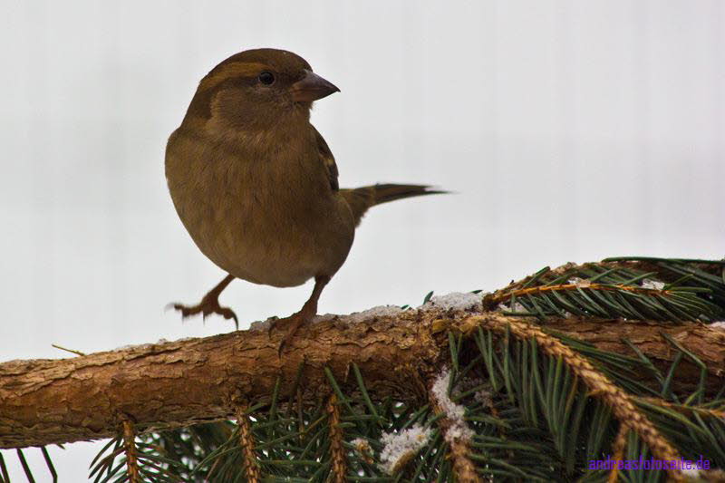 der mit dem Eis tanzt