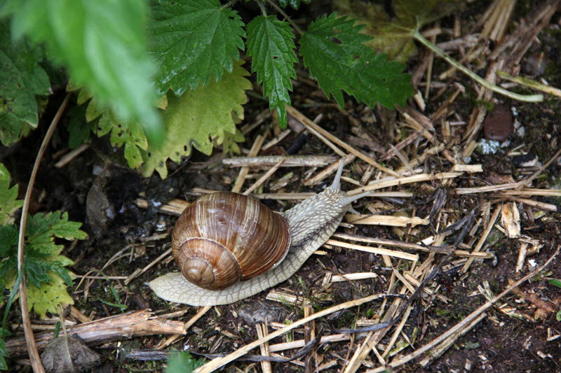 Weinbergschnecke