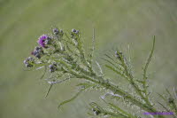 Distel