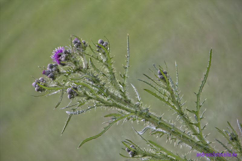 Distel